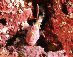 Anglerfishes